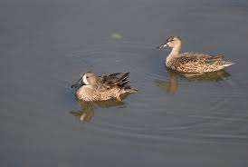 Image result for Anas discors