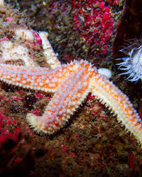 Image result for Black Country Barracudas Sub Aqua Club