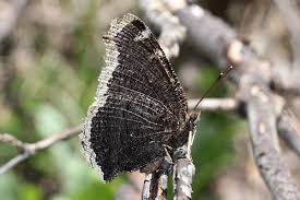 Attēlu rezultāti vaicājumam “Nymphalis antiopa underside”