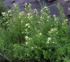 Attēlu rezultāti vaicājumam “Galium boreale leaf”