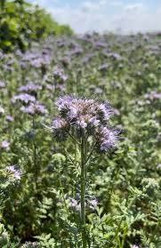 Image result for Phacelia
