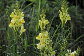 Attēlu rezultāti vaicājumam “Linaria loeselii leaf”