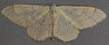 Attēlu rezultāti vaicājumam “Idaea straminata”