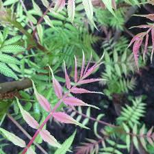 Attēlu rezultāti vaicājumam “Sorbaria sorbifolia bud”