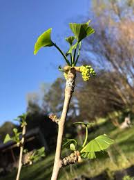 Attēlu rezultāti vaicājumam “Ginkgo biloba female flower”