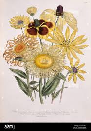 Image result for Telekia speciosa