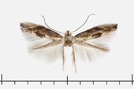 Attēlu rezultāti vaicājumam “Bucculatrix rhamniella”