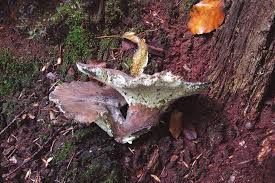 Attēlu rezultāti vaicājumam “Sarcoporia polyspora”