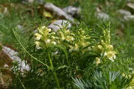 Attēlu rezultāti vaicājumam “Pedicularis sceptrum-carolinum leaf”