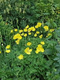 Image result for Scheinmohn