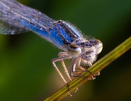 Attēlu rezultāti vaicājumam “Odonata”