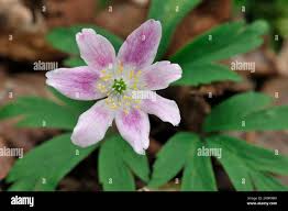 Attēlu rezultāti vaicājumam “Anemone nemorosa”