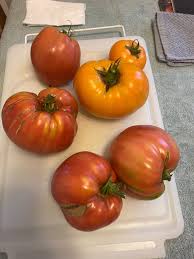 Afbeeldingsresultaat voor erdie family oxheart tomato