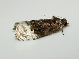 Attēlu rezultāti vaicājumam “Apotomis betuletana”