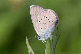 Attēlu rezultāti vaicājumam “Cyaniris semiargus underside”