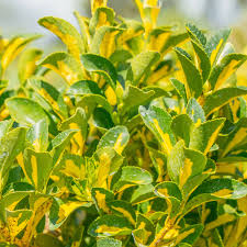 Attēlu rezultāti vaicājumam “Euonymus”