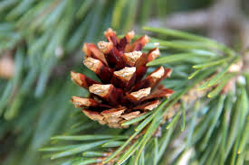 Attēlu rezultāti vaicājumam “Pinus sylvestris fruit”