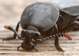 Attēlu rezultāti vaicājumam “Necrodes littoralis”