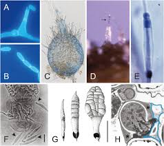 Attēlu rezultāti vaicājumam “Licea minima spores”