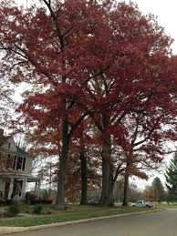 Attēlu rezultāti vaicājumam “Quercus rubra”
