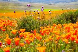 Image result for Dearne Valley Devils