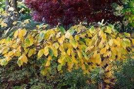 Attēlu rezultāti vaicājumam “Hamamelis vernalis leaf”