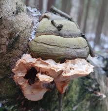 Attēlu rezultāti vaicājumam “Antrodiella faginea”