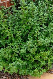 Attēlu rezultāti vaicājumam “Ribes alpinum”