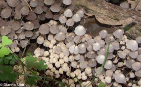 Attēlu rezultāti vaicājumam “Coprinus disseminatus”