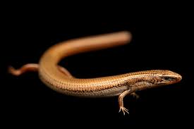 Attēlu rezultāti vaicājumam “Lycogala persicum sessile”