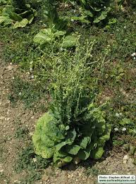 Attēlu rezultāti vaicājumam “Lactuca sativa”