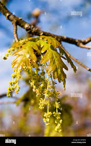 Attēlu rezultāti vaicājumam “Quercus rubra flower”