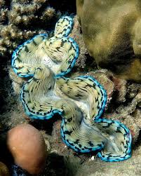 Image result for tridacna