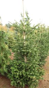 Attēlu rezultāti vaicājumam “Abies”