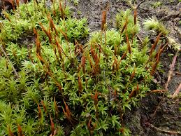 Attēlu rezultāti vaicājumam “Barbula unguiculata macro”
