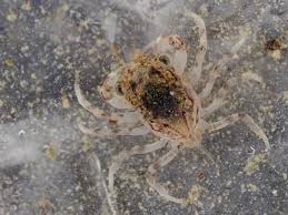 Image result for Metacarcinus magister