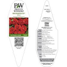 Image result for Impatiens walleriana