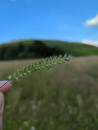 Attēlu rezultāti vaicājumam “Cynosurus cristatus”
