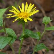 Image result for Inula hirta