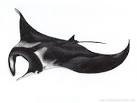 Devil Ray / Manta Ray ( Manta birostris ) - Devil Ray / Manta Ray ...