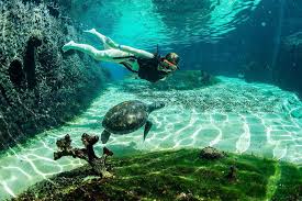 Image result for East Snorkellers