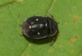 Attēlu rezultāti vaicājumam “Adomerus biguttatus”