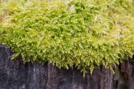 Attēlu rezultāti vaicājumam “Sanionia uncinata”