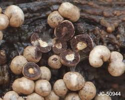 Attēlu rezultāti vaicājumam “Diderma umbilicatum stalked”