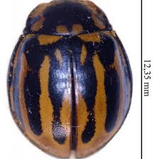 Attēlu rezultāti vaicājumam “Anatis ocellata”