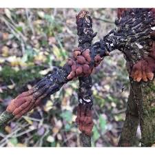 Attēlu rezultāti vaicājumam “Hypocreopsis lichenoides”