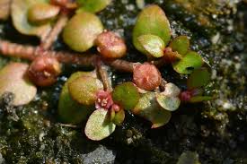 Attēlu rezultāti vaicājumam “Elatinaceae”