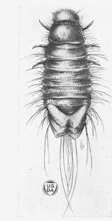 Attēlu rezultāti vaicājumam “Anthrenus scrophulariae”