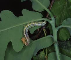 Attēlu rezultāti vaicājumam “Cosmia trapezina”