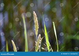 Attēlu rezultāti vaicājumam “Holcus lanatus  fruit”